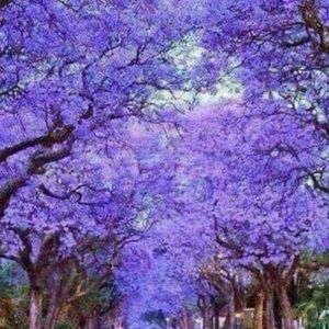 Meet your Posher, Sharlene